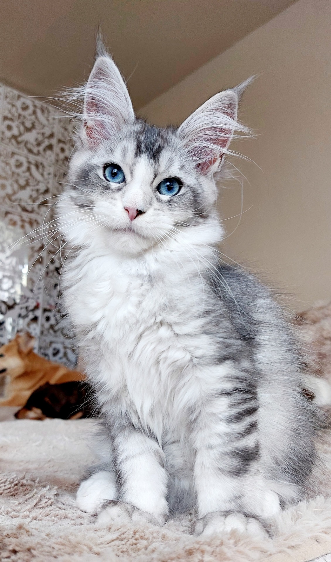 Bella - modrooká holčička ( ns 09 25 61 ) 